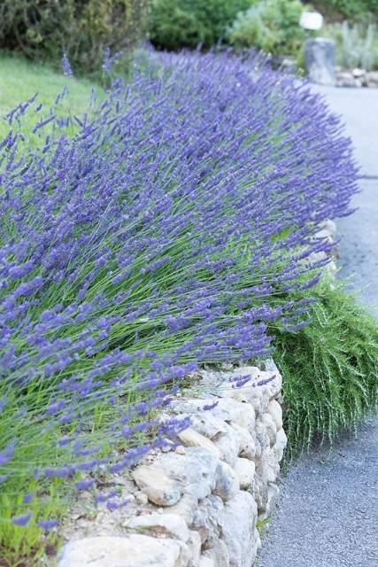 The Bastide de Moustiers - Moustiers-Sainte-Marie - Ducasse Hospitalité - Lavender