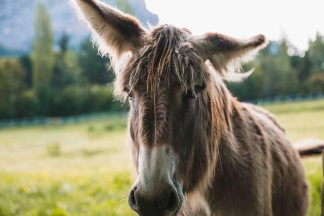 The Bastide de Moustiers - Moustiers-Sainte-Marie - Ducasse Hospitalité - Donkeys