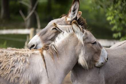 The Bastide de Moustiers - Moustiers-Sainte-Marie - Ducasse Hospitalité - Donkeys