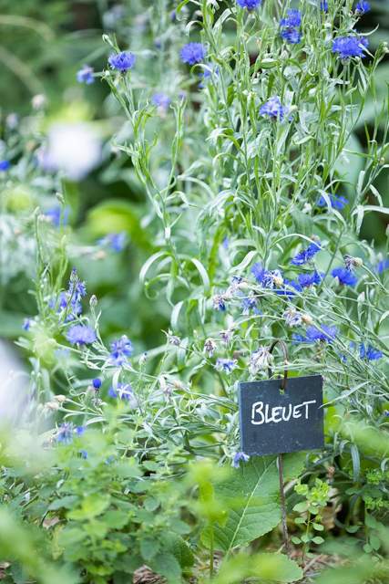 The Bastide de Moustiers - Moustiers-Sainte-Marie - Ducasse Hospitalité - Cornflower