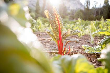 The Bastide de Moustiers - Moustiers-Sainte-Marie - Ducasse Hospitalité - Kitchen garden