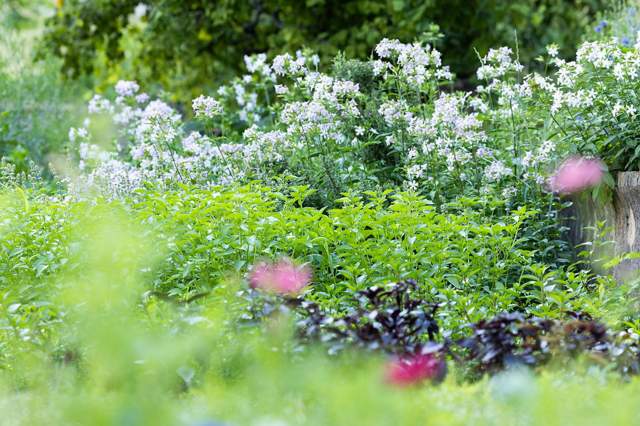 The Bastide de Moustiers - Moustiers-Sainte-Marie - Ducasse Hospitalité - Flowers