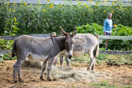 The Bastide de Moustiers - Moustiers-Sainte-Marie - Ducasse Hospitalité - Donkeys